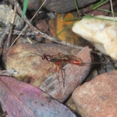 Ichneumonidae (family) (Unidentified ichneumon wasp) at Merriangaah, NSW - 27 Sep 2023 by Harrisi