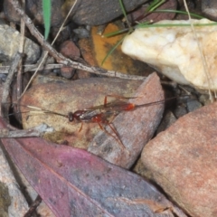 Ichneumonidae (family) at Merriangaah, NSW - 27 Sep 2023