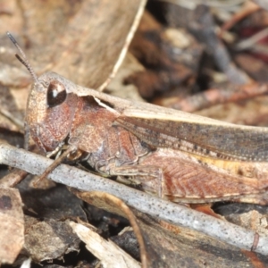 Cryptobothrus chrysophorus at Merriangaah, NSW - 27 Sep 2023