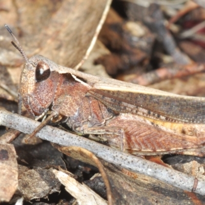 Cryptobothrus chrysophorus (Golden Bandwing) at Meringo Nature Reserve - 27 Sep 2023 by Harrisi