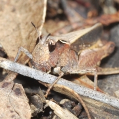 Cryptobothrus chrysophorus at Merriangaah, NSW - 27 Sep 2023