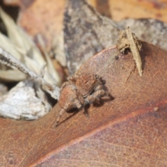 Euophryinae sp. (Rockhopper) undescribed (Euophryinae sp. (Rockhopper) undescribed) at Merriangaah, NSW - 27 Sep 2023 by Harrisi