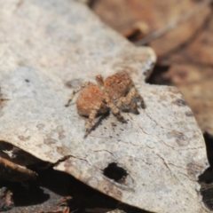 Euophryinae sp. (Rockhopper) undescribed at Merriangaah, NSW - 27 Sep 2023