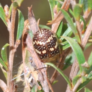 Paropsis pictipennis at Merriangaah, NSW - 27 Sep 2023