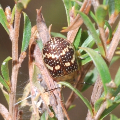 Paropsis pictipennis (Tea-tree button beetle) at Merriangaah, NSW - 27 Sep 2023 by Harrisi