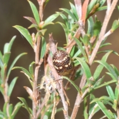 Paropsis pictipennis at Merriangaah, NSW - 27 Sep 2023