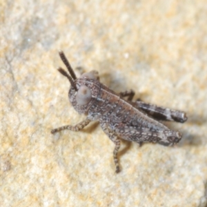 Phaulacridium vittatum at Merriangaah, NSW - 27 Sep 2023 12:53 PM