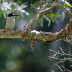 Todiramphus macleayii (Forest Kingfisher) at Ormiston, QLD - 24 Sep 2023 by TimL