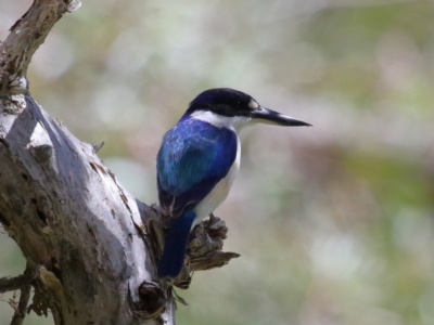 Todiramphus macleayii (Forest Kingfisher) at Ormiston, QLD - 24 Sep 2023 by TimL