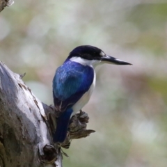 Todiramphus macleayii (Forest Kingfisher) at Ormiston, QLD - 24 Sep 2023 by TimL