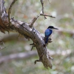 Todiramphus macleayii at Ormiston, QLD - 24 Sep 2023 12:32 PM