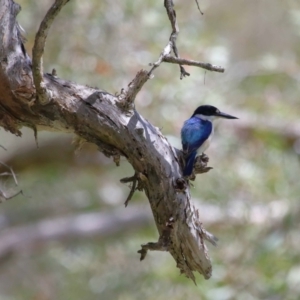 Todiramphus macleayii at Ormiston, QLD - 24 Sep 2023