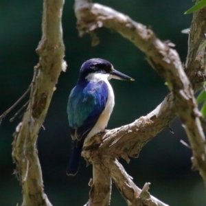 Todiramphus macleayii at Ormiston, QLD - 24 Sep 2023