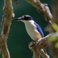 Todiramphus macleayii at Ormiston, QLD - 24 Sep 2023 12:32 PM