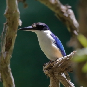 Todiramphus macleayii at Ormiston, QLD - 24 Sep 2023