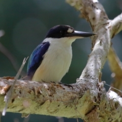 Todiramphus macleayii at Ormiston, QLD - 24 Sep 2023