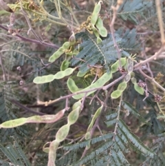 Acacia mearnsii (Black Wattle) at Mount Majura - 27 Sep 2023 by waltraud