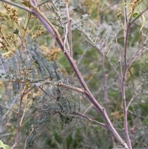 Acacia mearnsii at Hackett, ACT - 27 Sep 2023