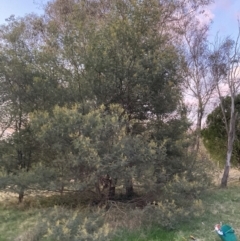 Acacia mearnsii at Hackett, ACT - 27 Sep 2023