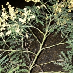 Acacia decurrens (Green Wattle) at Hackett, ACT - 27 Sep 2023 by waltraud