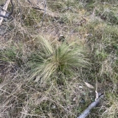 Nassella trichotoma (Serrated Tussock) at Hackett, ACT - 27 Sep 2023 by waltraud
