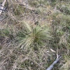 Nassella trichotoma (Serrated Tussock) at Hackett, ACT - 27 Sep 2023 by waltraud