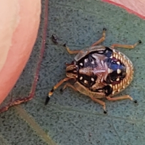 Anischys sp. (genus) at Maffra, NSW - 27 Sep 2023