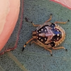 Anischys sp. (genus) (Unidentified Anischys bug) at Ironmungy Nature Reserve - 27 Sep 2023 by trevorpreston