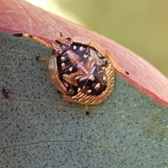 Anischys sp. (genus) at Maffra, NSW - 27 Sep 2023