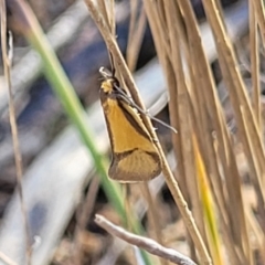 Philobota undescribed species near arabella (A concealer moth) at Ironmungy Nature Reserve - 27 Sep 2023 by trevorpreston