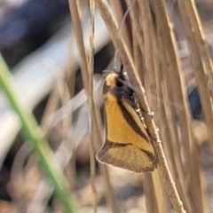 Philobota undescribed species near arabella at Maffra, NSW - 27 Sep 2023