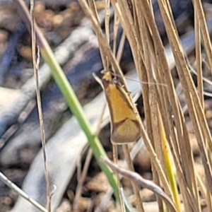 Philobota undescribed species near arabella at Maffra, NSW - 27 Sep 2023 03:20 PM