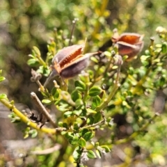 Mirbelia oxylobioides (Mountain Mirbelia) at Ironmungy Nature Reserve - 27 Sep 2023 by trevorpreston