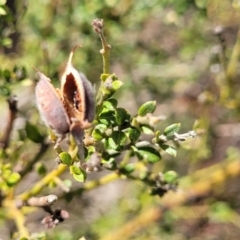 Mirbelia oxylobioides at Maffra, NSW - 27 Sep 2023 03:19 PM