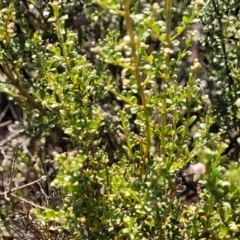 Mirbelia oxylobioides at Maffra, NSW - 27 Sep 2023 03:19 PM