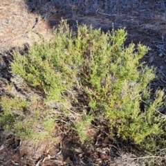 Mirbelia oxylobioides at Maffra, NSW - 27 Sep 2023 03:19 PM