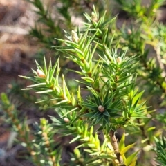 Melichrus urceolatus (Urn Heath) at Ironmungy Nature Reserve - 27 Sep 2023 by trevorpreston