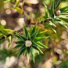 Melichrus urceolatus at Maffra, NSW - 27 Sep 2023