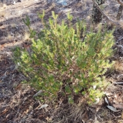 Melichrus urceolatus at Maffra, NSW - 27 Sep 2023 03:18 PM