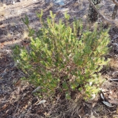 Melichrus urceolatus at Maffra, NSW - 27 Sep 2023