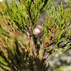 Callitris endlicheri (Black Cypress Pine) at Ironmungy Nature Reserve - 27 Sep 2023 by trevorpreston