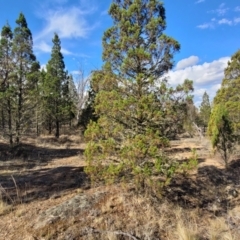 Callitris endlicheri at Maffra, NSW - 27 Sep 2023