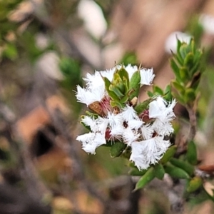 Styphelia attenuata at Bombala, NSW - 27 Sep 2023