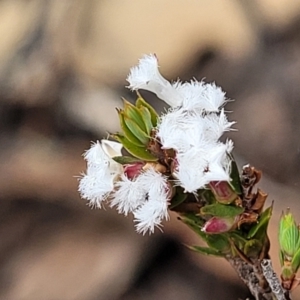 Styphelia attenuata at Bombala, NSW - 27 Sep 2023