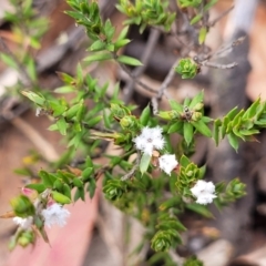 Leucopogon attenuatus at Bombala, NSW - 27 Sep 2023