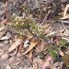 Leucopogon attenuatus at Bombala, NSW - 27 Sep 2023