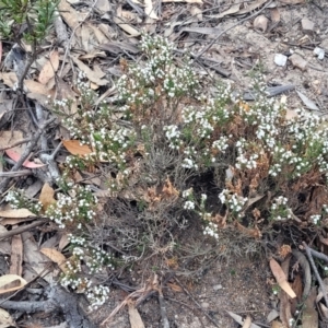 Leucopogon attenuatus at Bombala, NSW - 27 Sep 2023