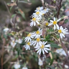 Olearia lirata (Snowy Daisybush) at Bombala, NSW - 27 Sep 2023 by trevorpreston