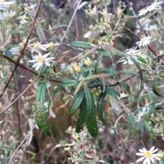 Olearia lirata at Bombala, NSW - 27 Sep 2023 02:08 PM