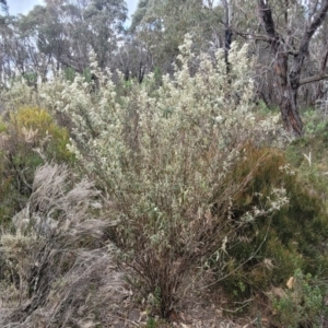 Olearia lirata at Bombala, NSW - 27 Sep 2023 02:08 PM